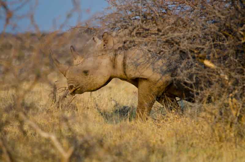 Rinoceronte - parque nacional de Etosha - Namibia 01.jpg
